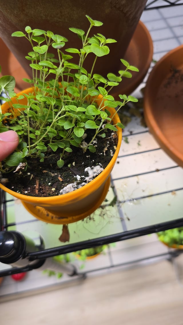 growing thyme indoors and mold appeared. is it safe to eat after i remove it?