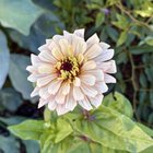 my first zinnia is flowering! planted 25 seeds but this was the only baby to survive. i’m so happy she’s happy!