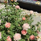 the flowers in my mother's garden are so pretty!
