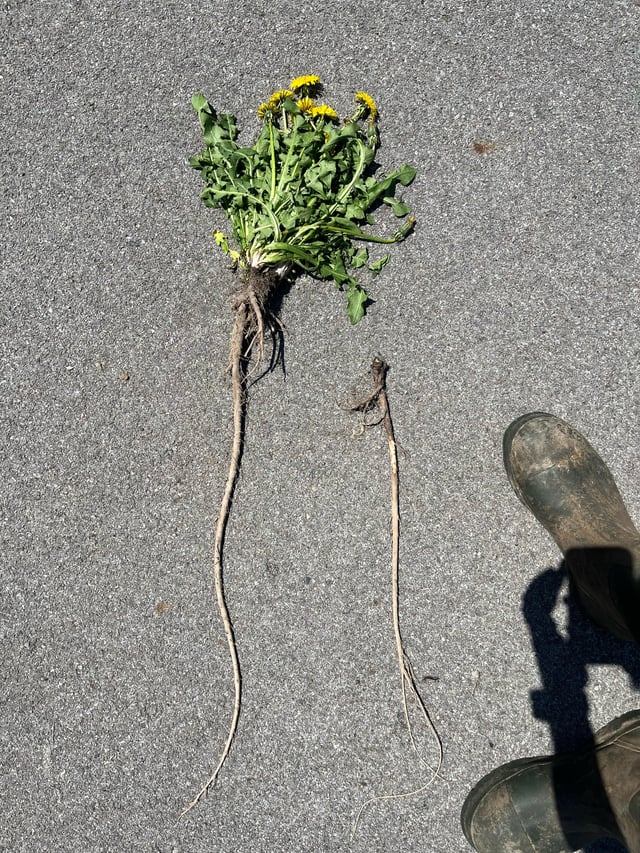 these are the largest tap root(s) i’ve ever seen in my life