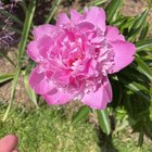planted bare root peonies last year. wasn’t sure if the buds were going to open. just been greeted by this!