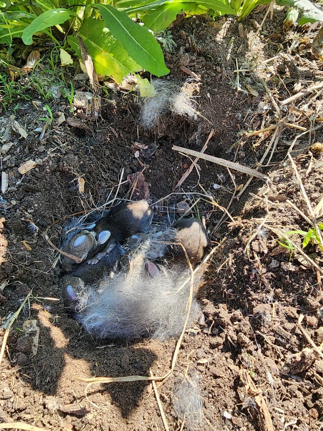 pulling some weeds to prepare the beds for planting and welp