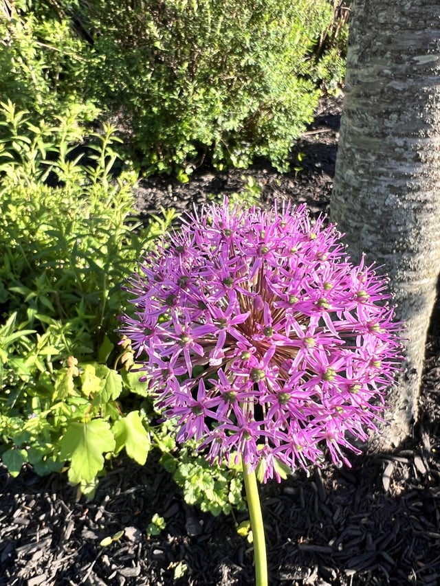 allium is alluring
