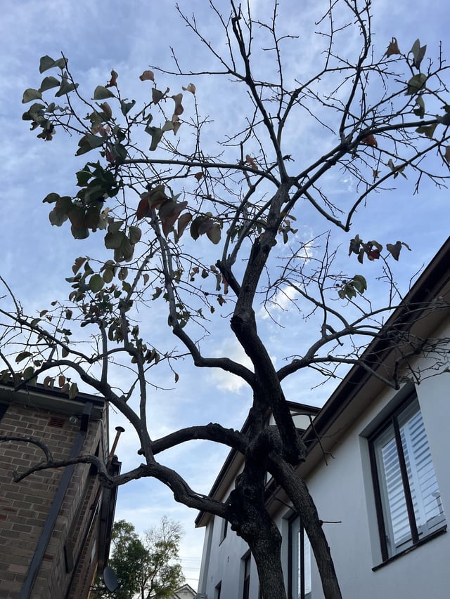 looking after persimmon trees