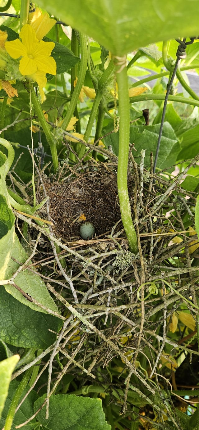 mockingbird
