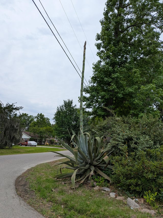 good bye agave