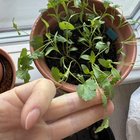 Do I need to transplant or thin my herbs?