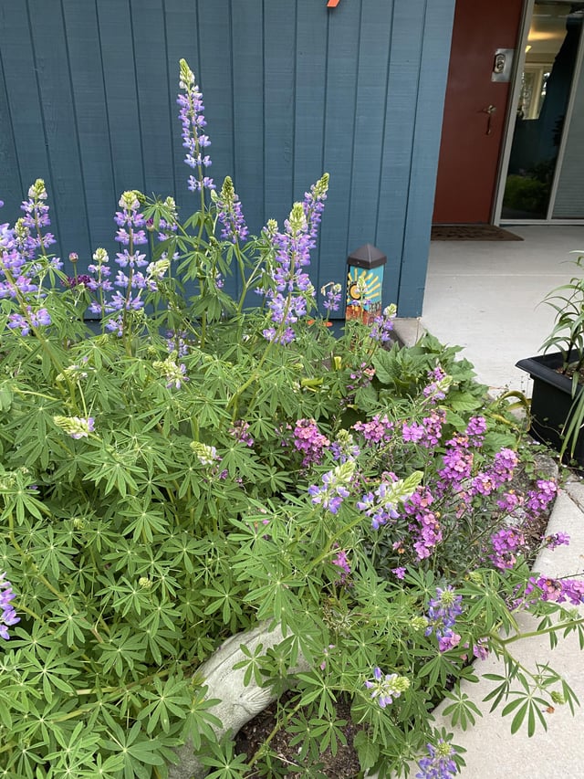 last year’s seeds have turned into this year’s flowers! nature makes me smile!
