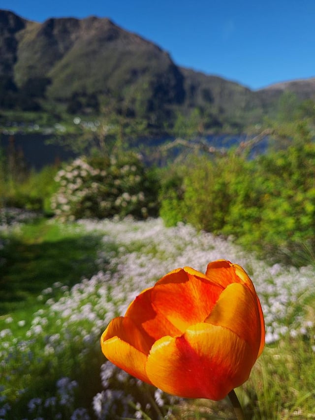 Spring at 62°N – Reddit Post