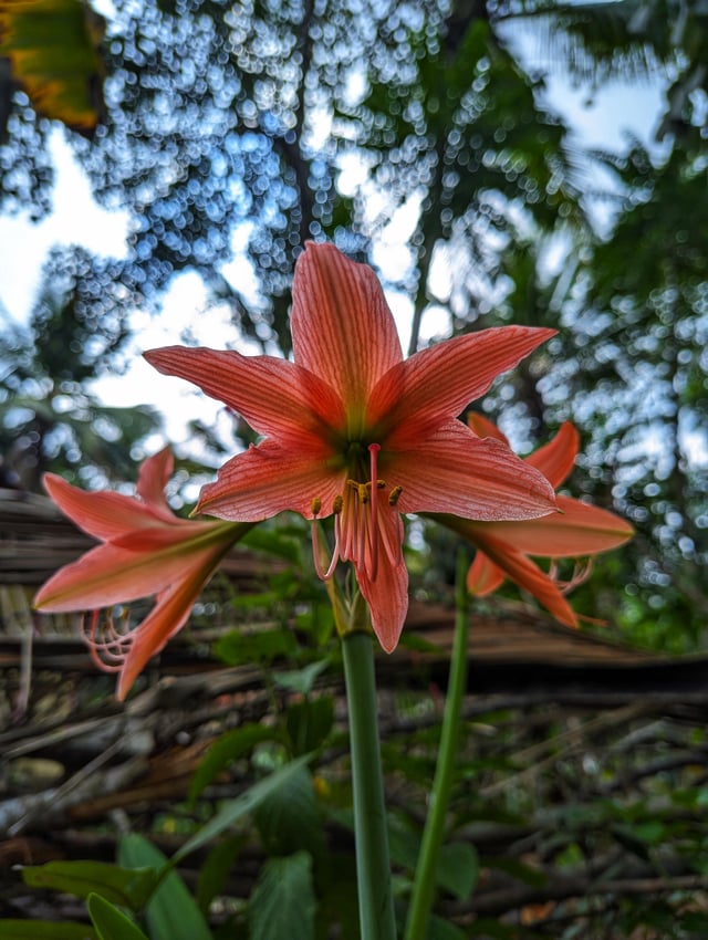 new flower in my front yard!