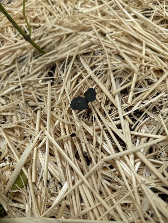 i planted carrot seeds… is this a nasturtium?!