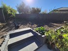 dichondra repens vs viola hederacea for a sunny, north facing backyard help me decide please