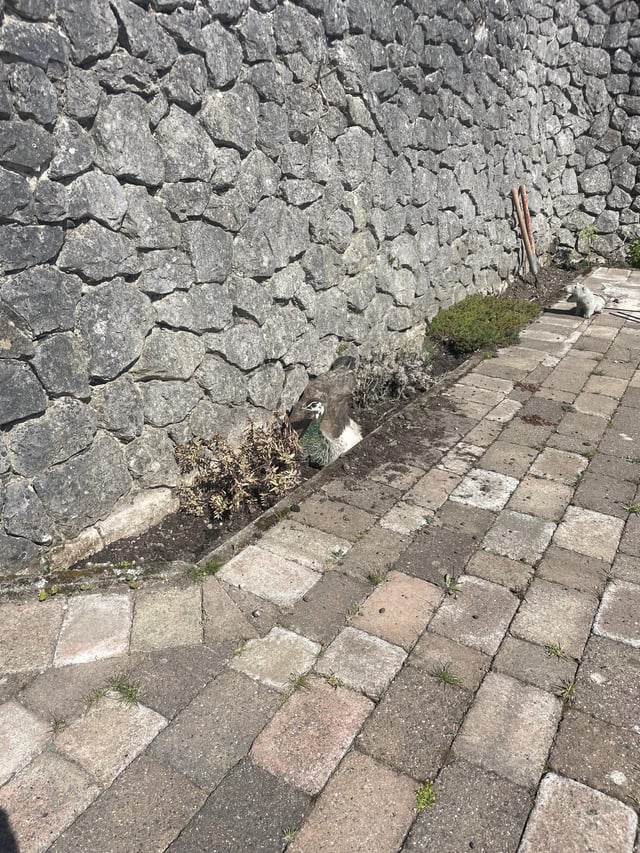 thought the cat was digging up my plants…