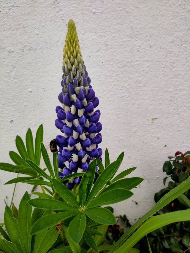 our first lupin flower just popped up seemingly out of nowhere