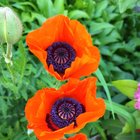 poppies