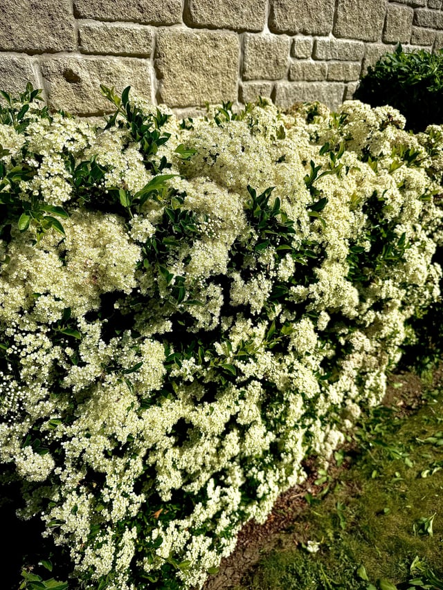 we’ve lived here ten years and the hawthorn has never flowered this well!!! (north devon)