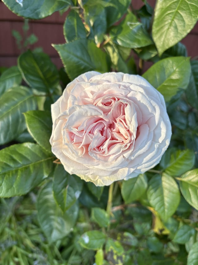 first rose of the year and its triplets! or maybe quadruplets?