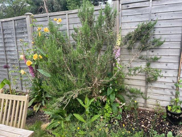 massive rosemary bush needs reshaping