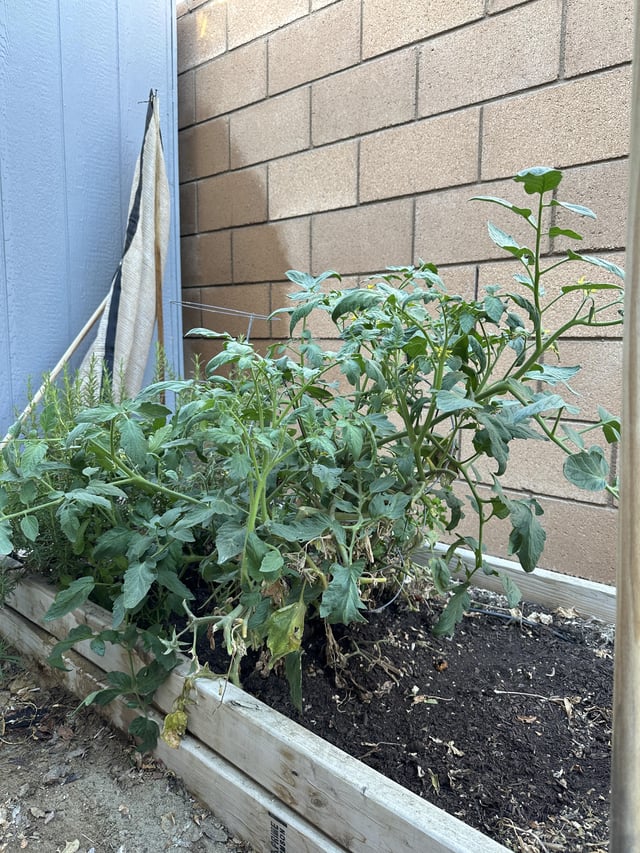 i didn’t even believe it was possible but this is my 3 year old tomato plant with new growth after harvesting in late march.