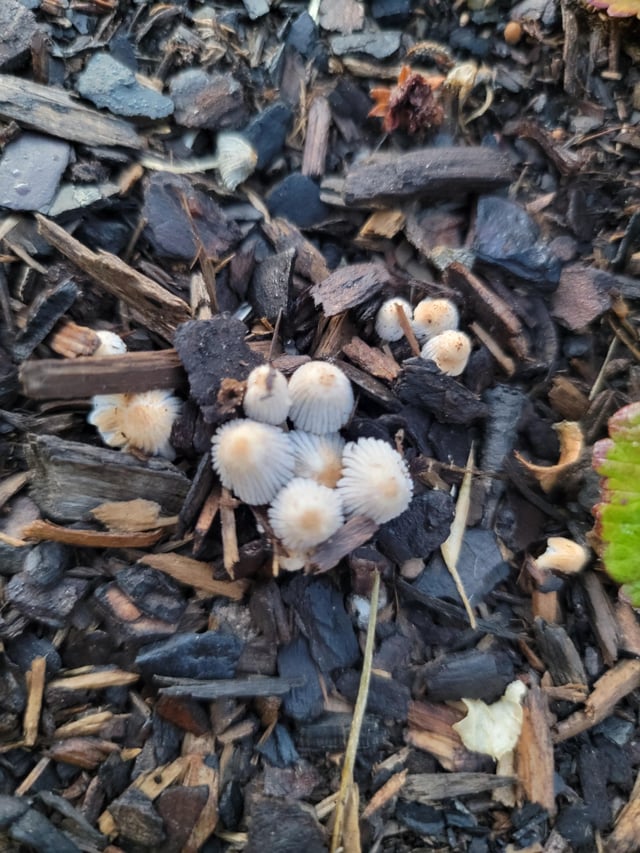 What’s up with these mushrooms? – Reddit Post