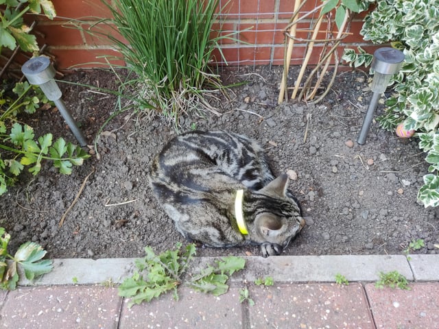 anyone know what type of plant i've grown here?