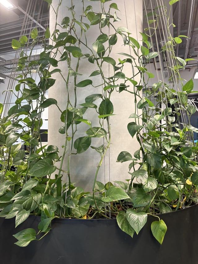 plant related ethical dilemma is it ok to take cutting from office plants?
