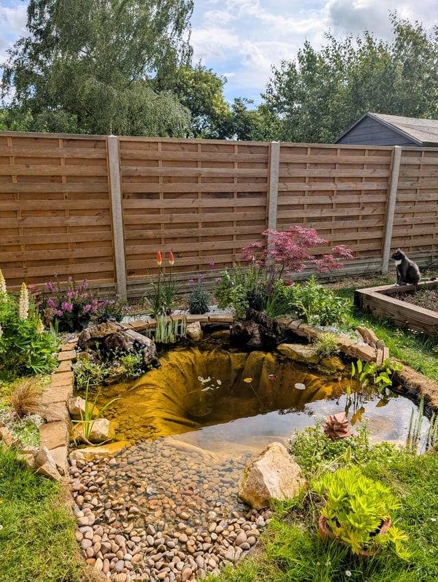 6 weeks after putting in our wildlife pond