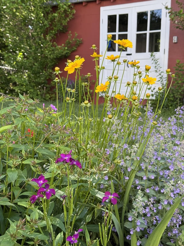my cottage garden