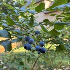 my blueberries are doing great this year!