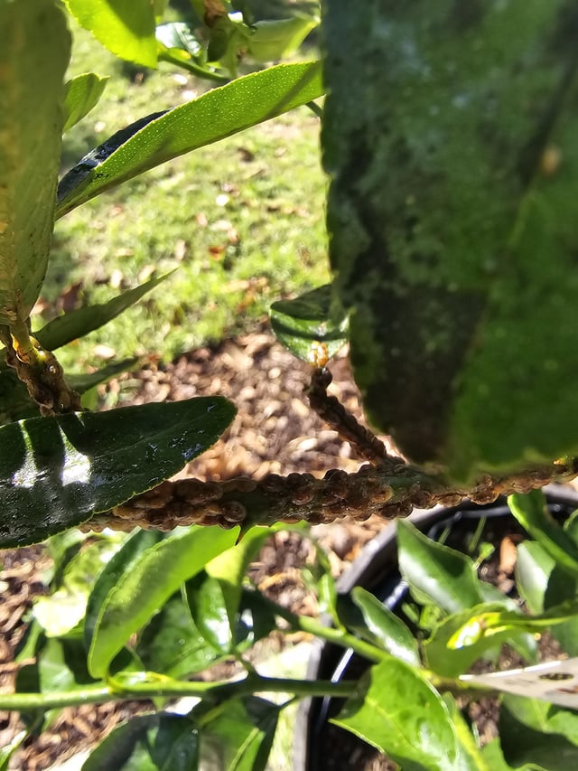 what's wrong with my lime tree? weird nodules :(