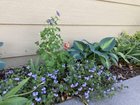 proud of my little shade garden. what else should i add?