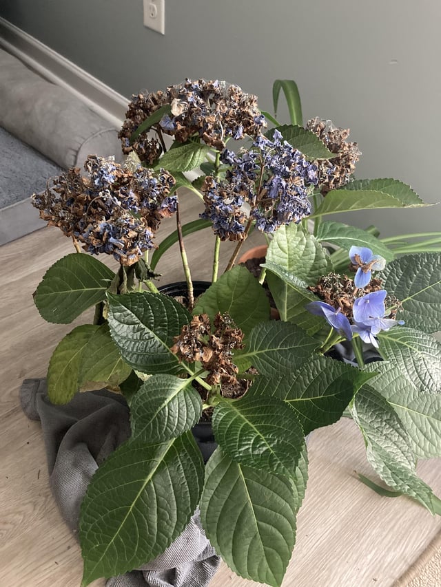 help me save my hydrangea!