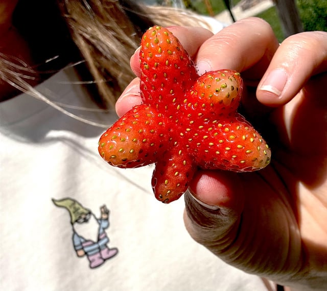 strawberry? no, this is patrick.