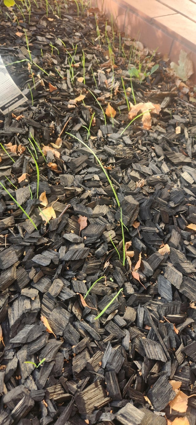how to get rid of this grass weed?