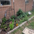 super proud of my trellis system this year
