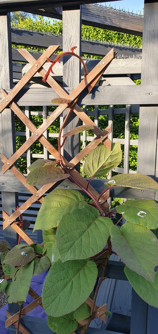 kiwi plant