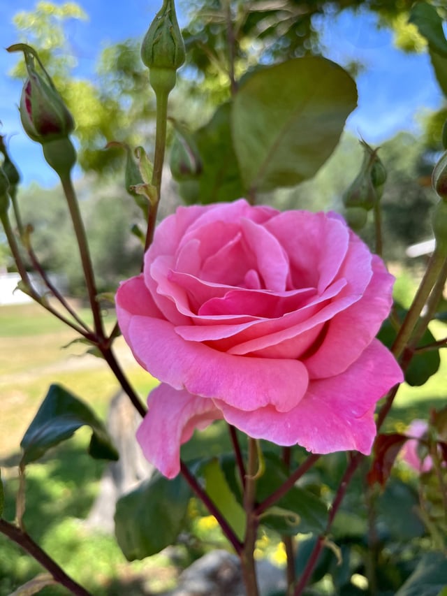 the deer haven’t gotten to my roses yet so i am fully enjoying them while they’re here. so many pictures taken lol 🥺😭🌹