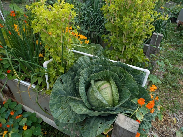 this years extra cabbage