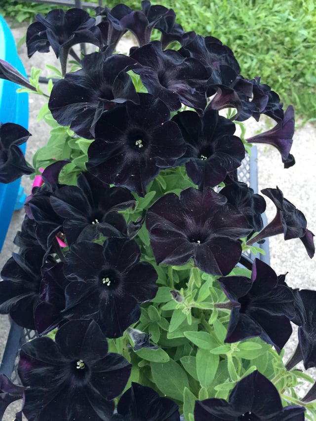 pretty happy with how well my black petunias are doing