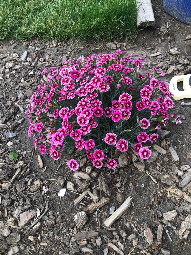 plant id please: