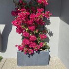 Blooming Bougainvillea 🩷 – Reddit Post