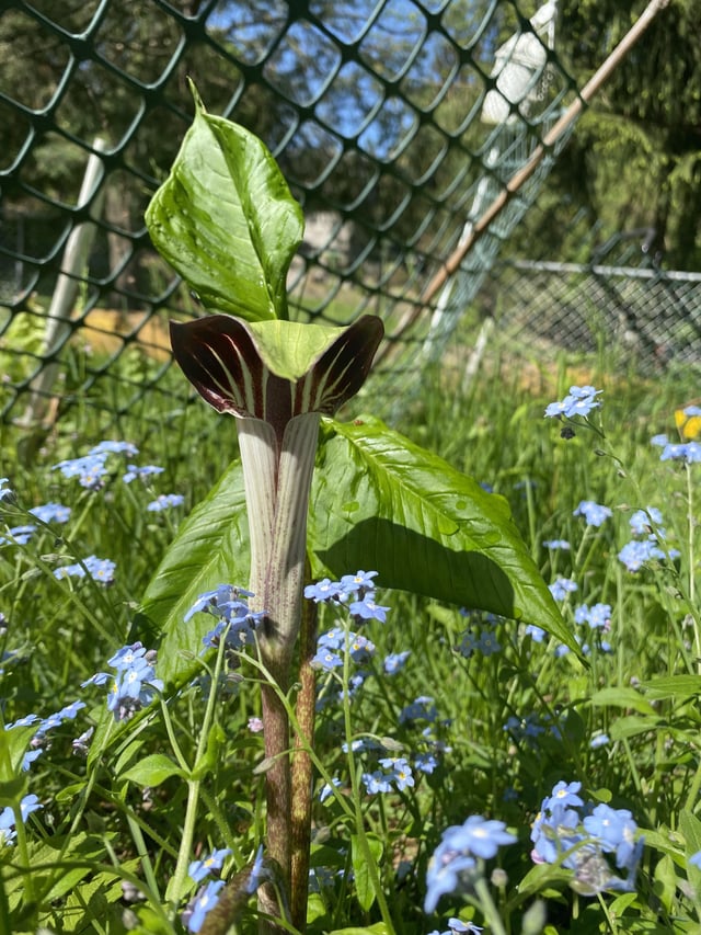 several years ago i was given seeds, planted them, and promptly forgot about them. for two years there has been a three leafed mystery plant in one of my gardens that i didn’t pull because it reminded me of a trillium. imagine my surprise to find this jack in the pulpit blooming today ❤️