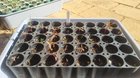 can anybody tell me what is going on with my eucalyptus caesia seedlings? werribee, melbourne.