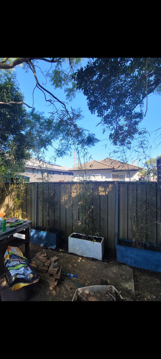 how to help along a slender weaver bamboo privacy screen
