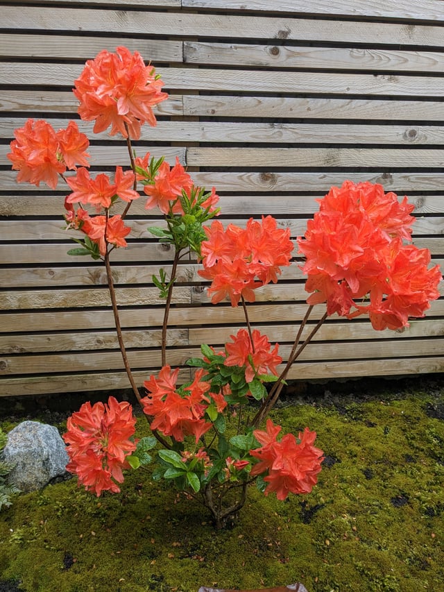 deciduous azalea
