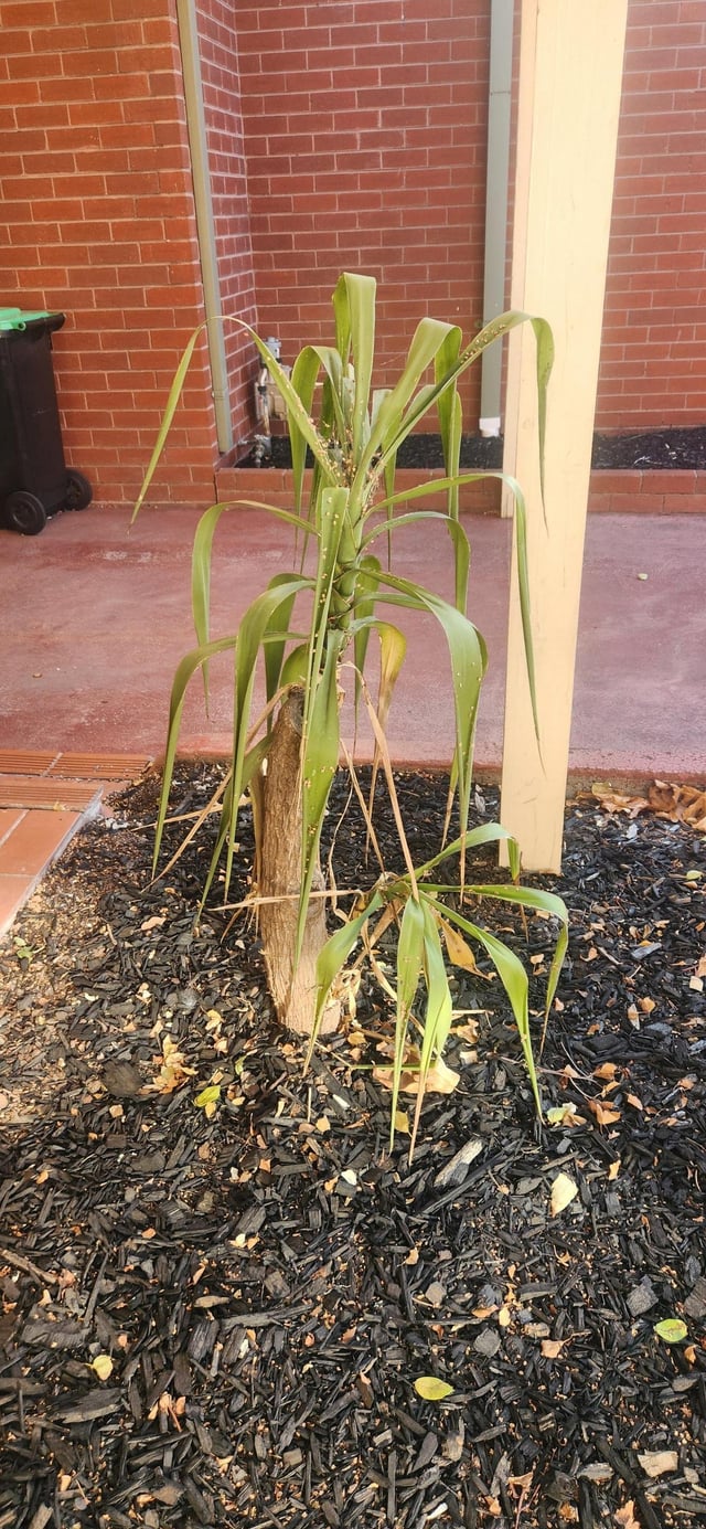 is there any hope to save this yucca?