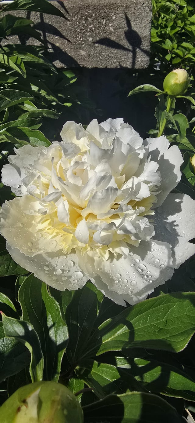 First peony of the year! – Reddit Post