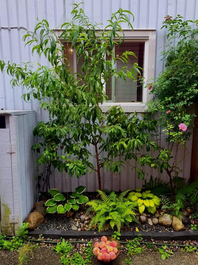 planted a tree. forgot about it. now it’s feeding us. feels suspiciously like parenting.