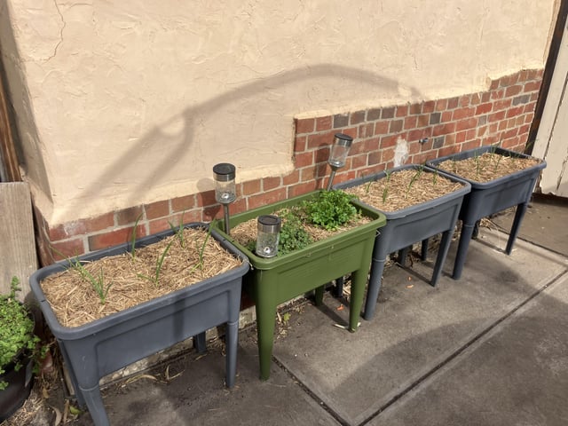 Have I planted my garlic too close together?
