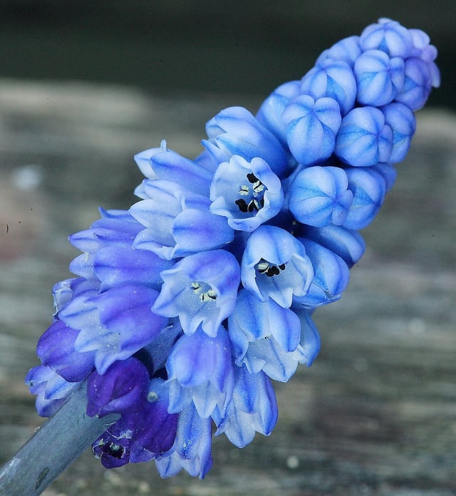 Plant you should have in your garden🙂. Muscari azureum, also known as Grape Hyacinth, is hardy in zones 4-9 and is a very reliable bulb which naturalizes over time. Happy gardening. – Reddit Post